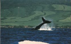 Humpback Whale Diving, West Maui Canefields Postcard