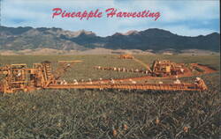 Pineapple Harvesting in Hawaii Postcard