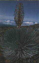 Silversword Plant, Haleakala, Maui, HI Postcard