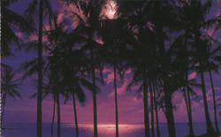 Kapalua Sunset Palm Trees, Hawaii Postcard