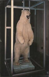 Polar Bear Display, First National Bank of Nevada Postcard