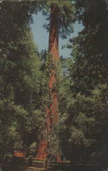 Parson Jones Tree, Armstrong Redwoods State Reserve Postcard