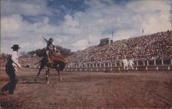 Rodeo Bronc Busting, Wild Steer Riding, Races & Roundups Postcard