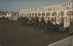 Racing at Del Mar Turf Club - Horses at Starting Gate Postcard
