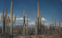 Saguaro Giant Cactus Southern Arizona Desert Landscape Postcard