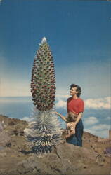 Silversword in Bloom, Haleakala National Park, Maui Postcard