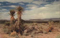 Endless Suntanned Desert Yucca Plants Landscape Postcard