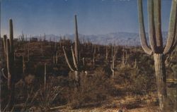 Saguaro National Monument, Arizona - Giant Cacti Desert View Postcard