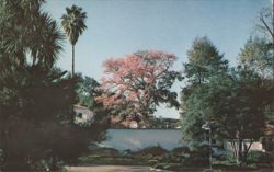 Silk Floss Tree, Largest Specimen in California Postcard