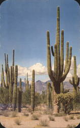 Saguaro Forest - Sunny Southwest Desert Postcard