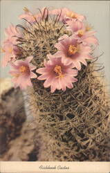Fishhook Cactus with Pink Blossoms Postcard
