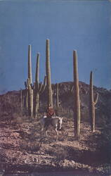 Saguaro Cactus, Cowboy & Pony, Arizona Desert Postcard