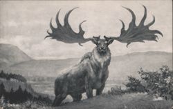 The Great Irish Deer by Charles R. Knight Postcard
