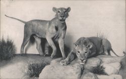Man-Eating Lions of Tsavo, Carl E. Akeley Memorial Hall Postcard