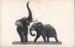 African Elephants, Stanley Field Hall Exhibit Postcard