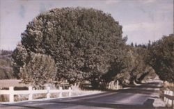 Myrtle Trees Along an Oregon Highway Postcard