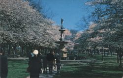 Josephine Gardens, Brandywine Park, Cherry Blossoms Postcard