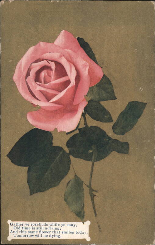 Pink Rose with Robert Herrick Poem 'Gather Ye Rosebuds While Ye May'