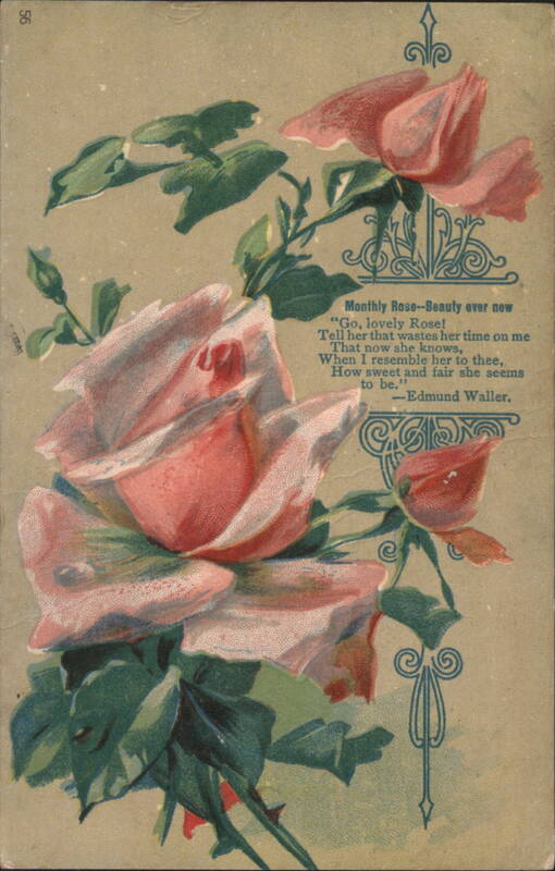 Pink Roses with Edmund Waller Poem 'Go, lovely Rose!'