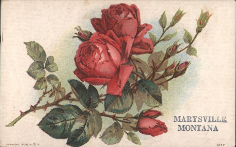 Red Roses, Marysville, MT, 1908 Flowers