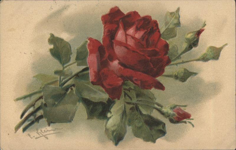 Red Rose and Buds by P. Klemm, Louisville KY 1912 Flowers