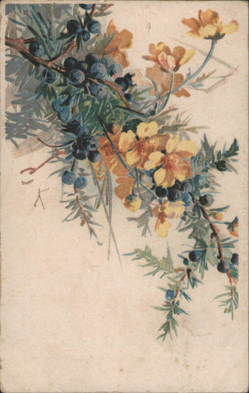 Botanical Illustration of Juniper Berries and Yellow Flowers