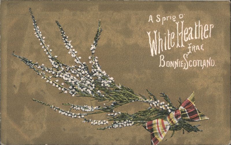 A Sprig o' White Heather Frae Bonnie Scotland with Plaid Bow