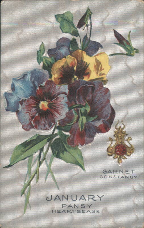 January Pansy Heartsease Birth Month Flower, Garnet Constancy