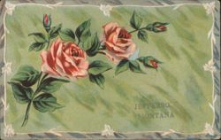 Pink Roses with Jefferson Montana Text Postcard