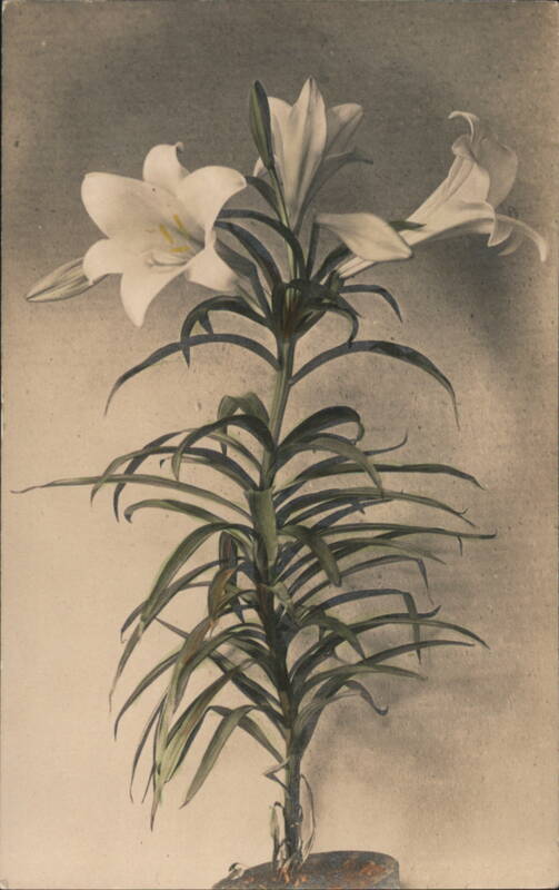 Tall Easter Lilies with White Trumpet Flowers, Sepia Tone