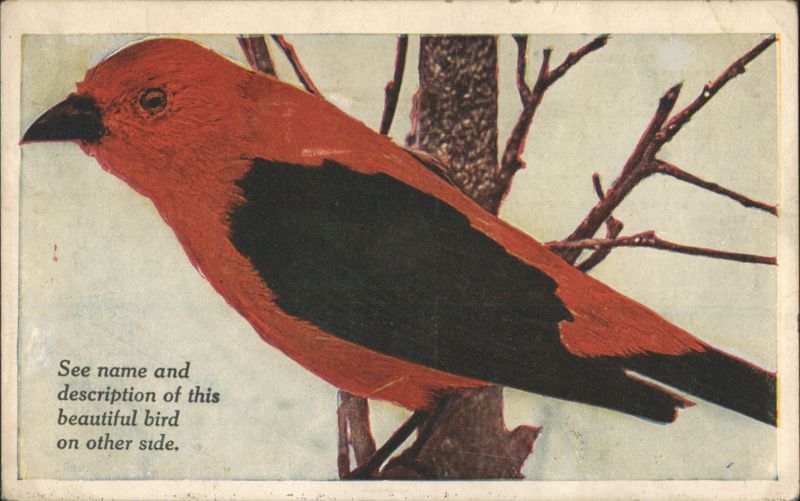 Scarlet Tanger Birds