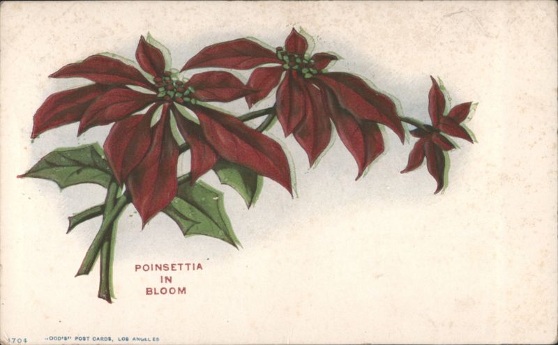 Poinsettia in Bloom Floral Illustration Flowers