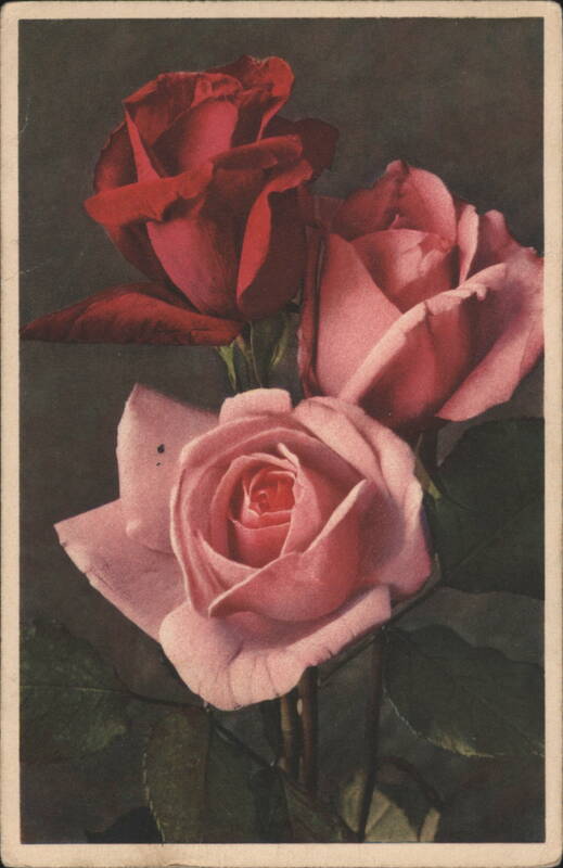 Still Life of Red and Pink Roses