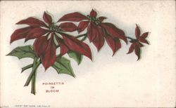 Poinsettia in Bloom Floral Illustration Postcard