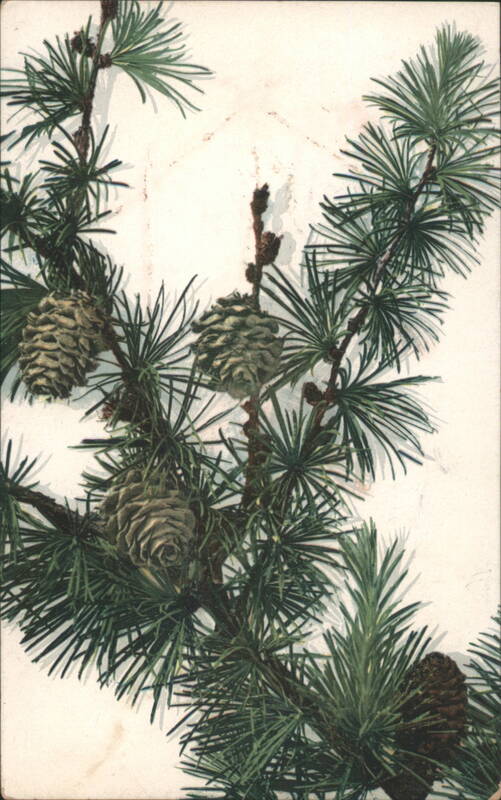 Larch Tree Branch with Cones, Poly-Chrome Art Serie