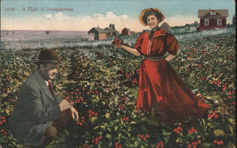 A Field of Strawberries with Man and Woman Picking Fruit, California
