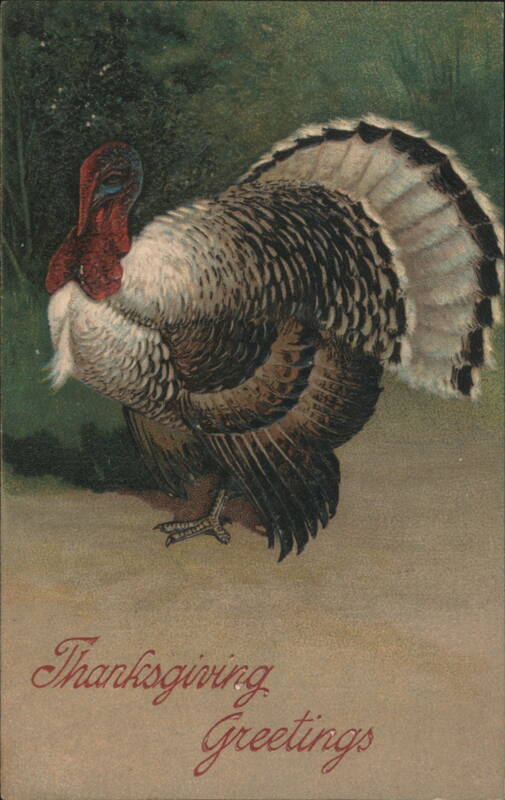Thanksgiving Greetings with a Regal Wild Turkey Turkeys