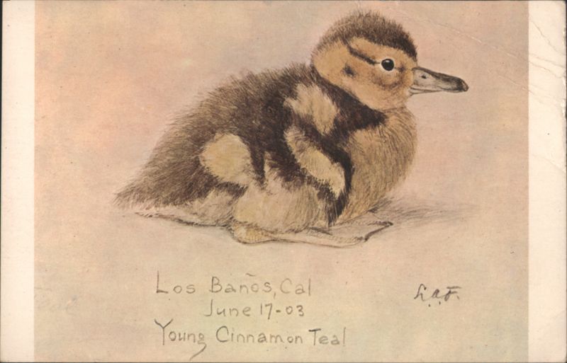 Young Cinnamon Teal Duckling Painting by Louis Agassiz Fuertes