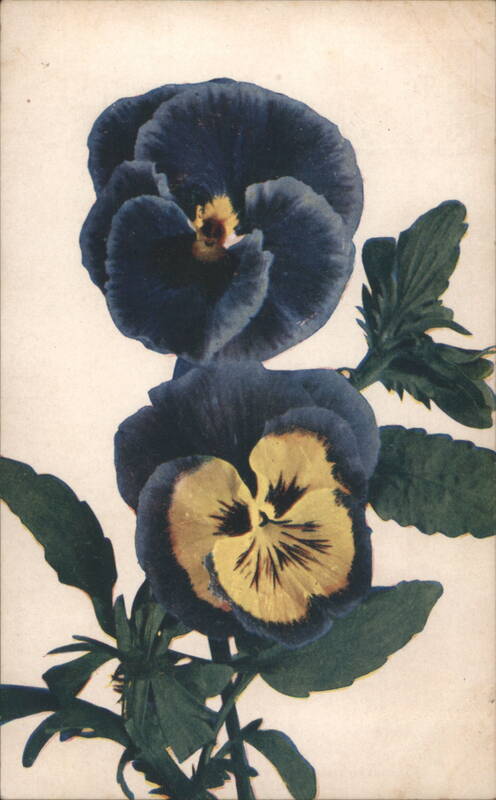 Blue and Yellow Pansies, Floral Series Flowers