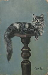 Our Pet" Long-Haired Cat on Pedestal, Hand-Colored Postcard
