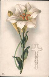 White Lily Flower with Cross and "AUGUST" Text Postcard