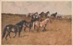 Wild Ponies in a Grassy Field Painting by W. R. Jennings Postcard