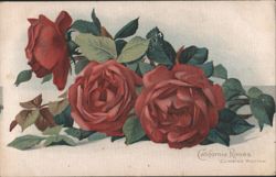 California Roses, Climbing Wooton Variety Postcard