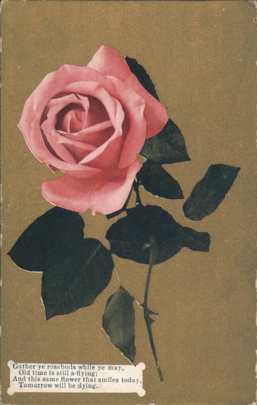 Pink Rose with Robert Herrick Poem 'Gather Ye Rosebuds'