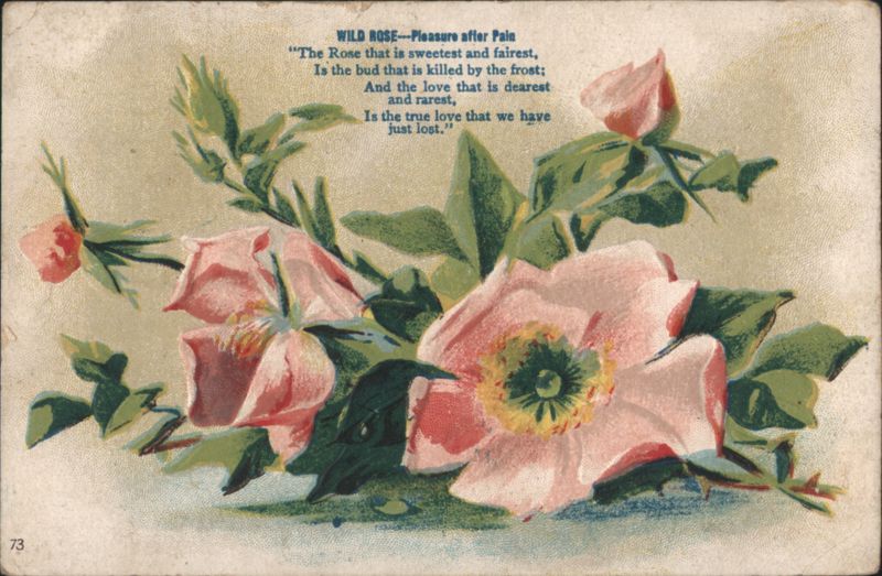 Wild Roses with Poem 'Pleasure after Pain' Flowers