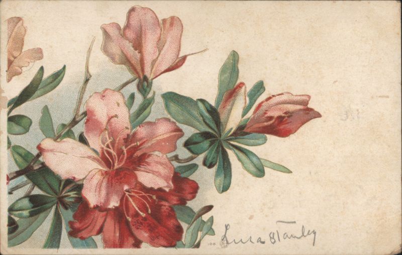 Pink and Red Azalea Flowers by Lura Stanley