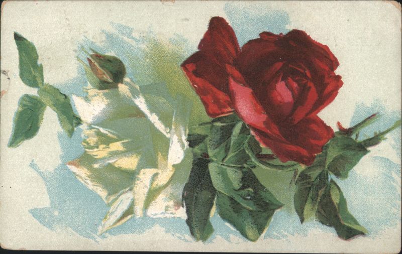 Red and White Roses Botanical Illustration Flowers