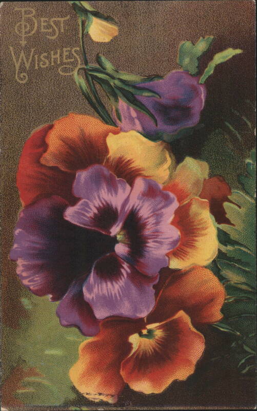 Best Wishes Pansies Bouquet Floral Illustration Flowers