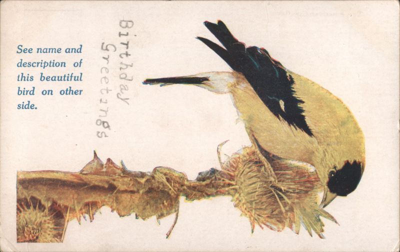 American Goldfinch on Branch with Nest, Birthday Greetings