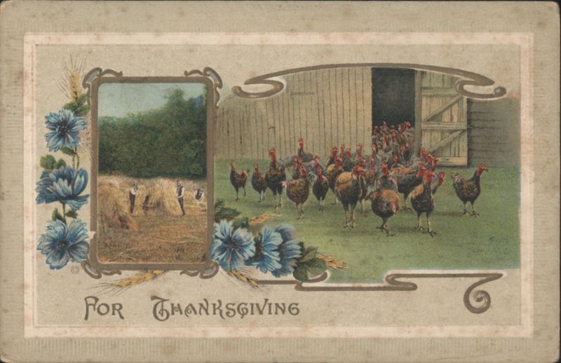 For Thanksgiving Turkeys on Farm with Barn, Harvest Scene & Blue Flowers